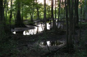 A swamp around Florence, SC